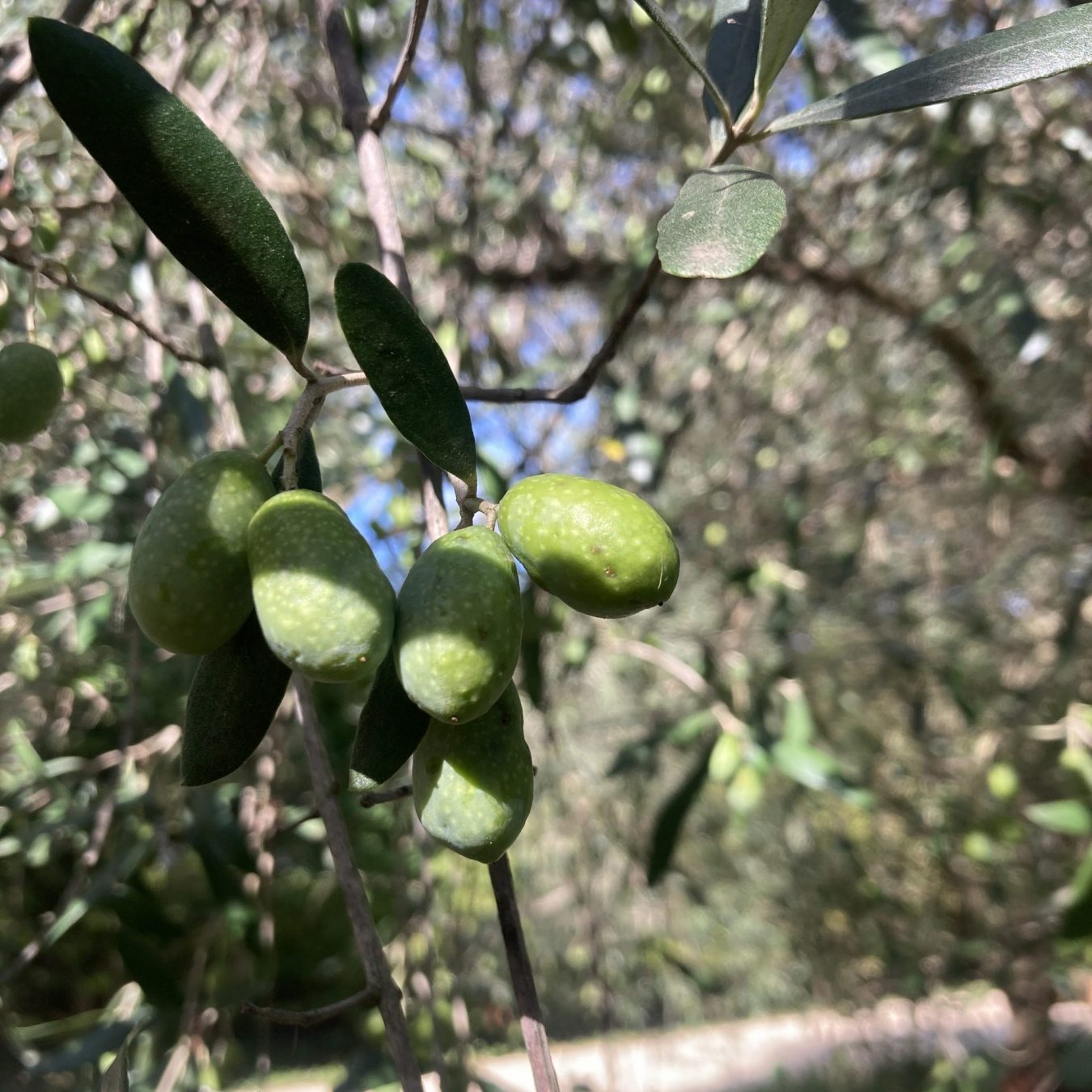 olive oil